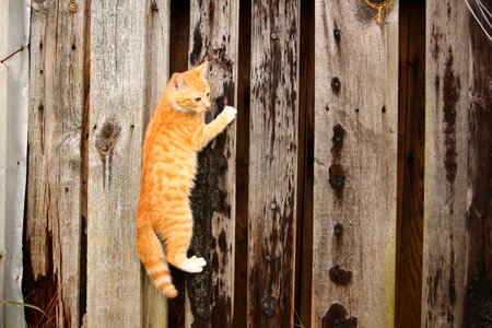 Wooden wall red mackerel tabby cat baby photo