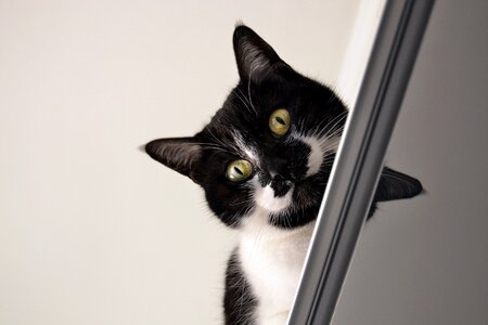 Black white cat over piece of furniture indoor photo