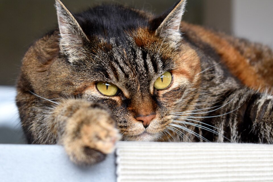 Cat's eyes mackerel fur