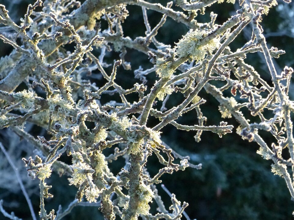 Moss background rime