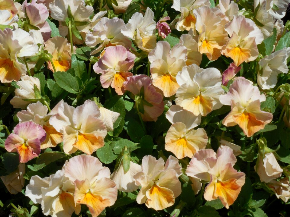 Color floral flower