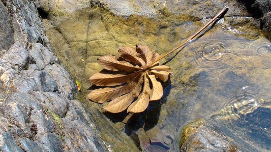 Green plant environment