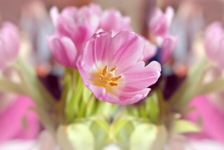 Bloom pink spring flower photo