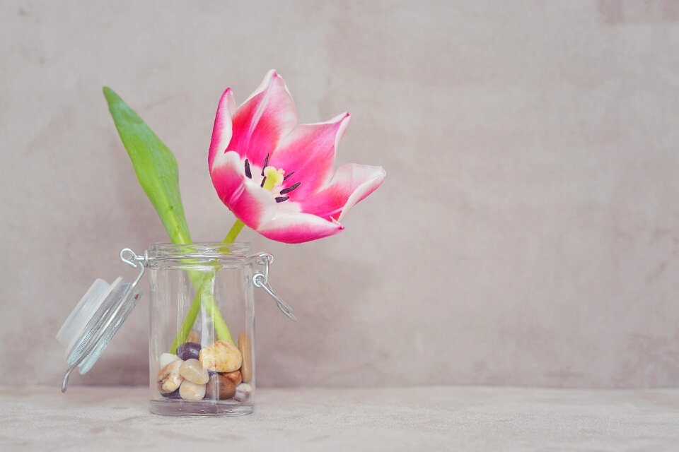 Bloom pink white vase photo