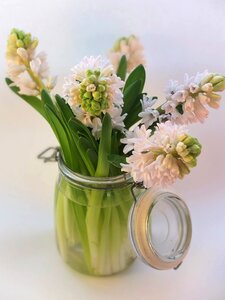 Spring scented flowers