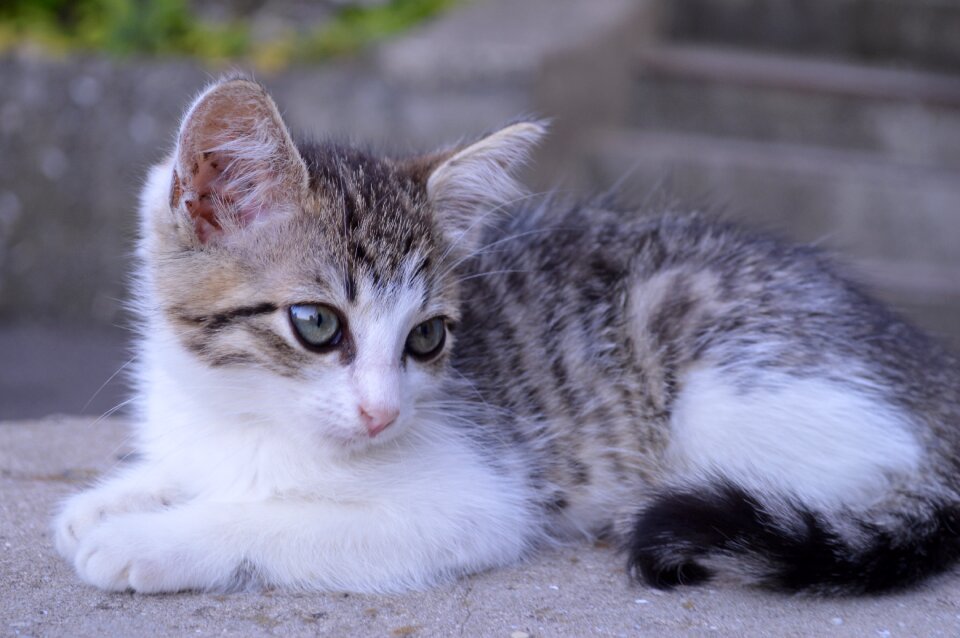 Cute cats young cat