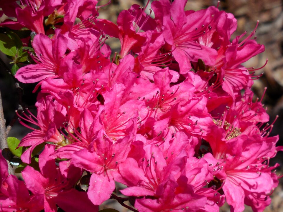 Blooming nature blossom