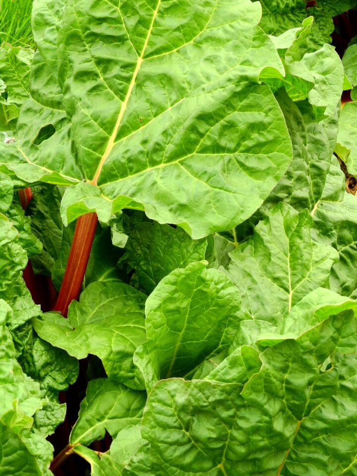 Eat food garden