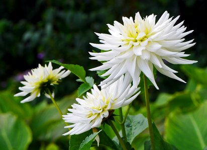 Lush blossom bloom