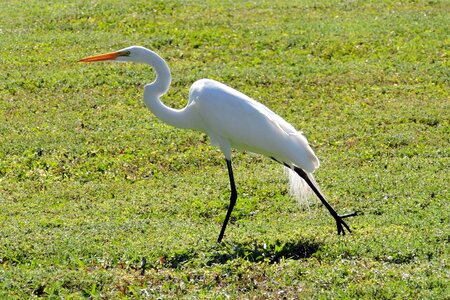 Bird wildlife florida photo