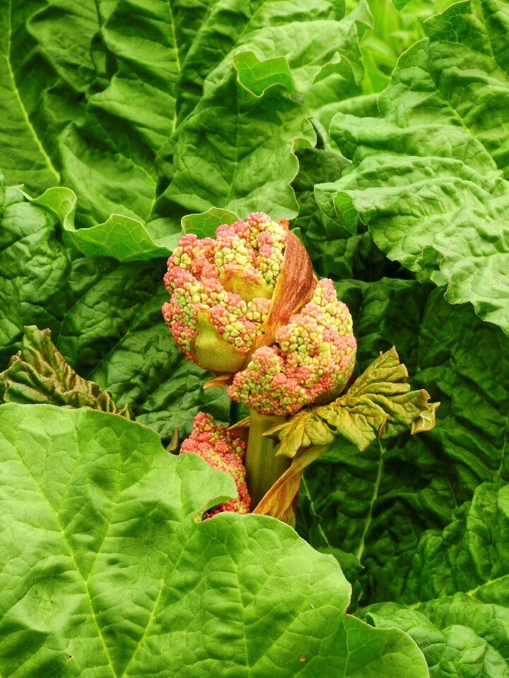 Eat food garden