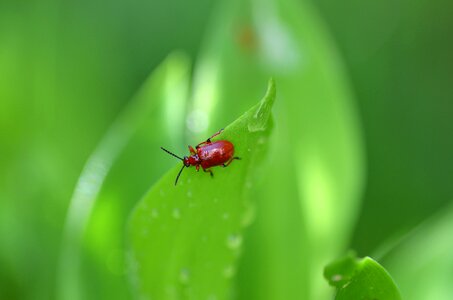 Green nature spring