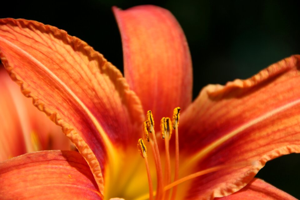 Blossom bloom orange blossom