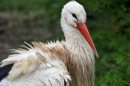 Rattle stork white stork animal portrait