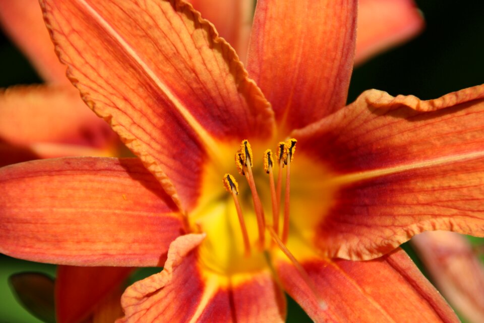 Blossom bloom orange blossom