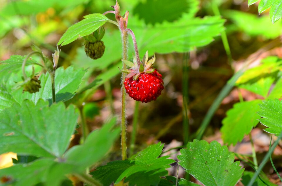 Wild strawberry strawberry berry