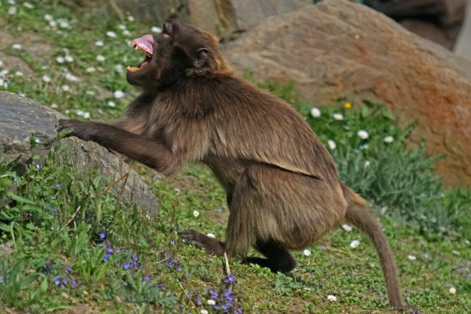 Monkey creature mammal