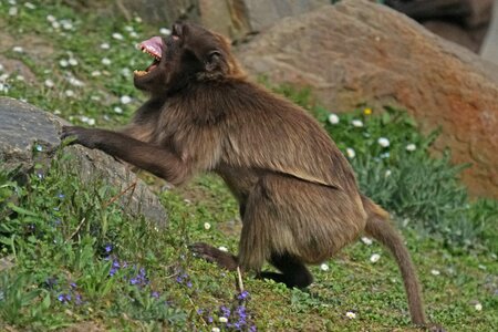 Monkey creature mammal