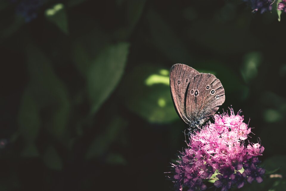 Edelfalter brown forest bird insect