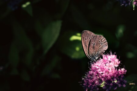 Edelfalter brown forest bird insect