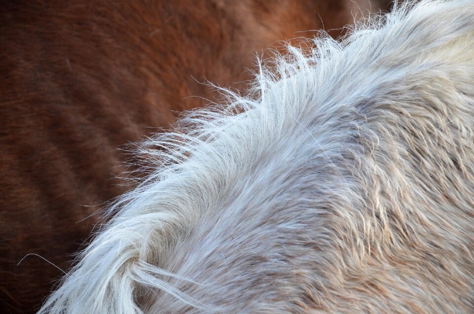 Hair mane detail