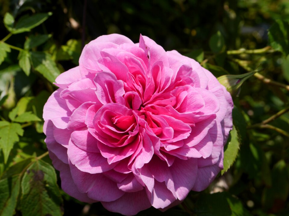 Blossom pink plant