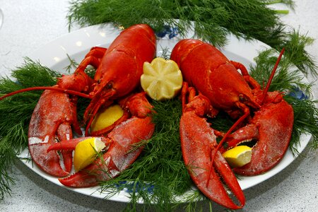 Limfjord lobster dill seafood