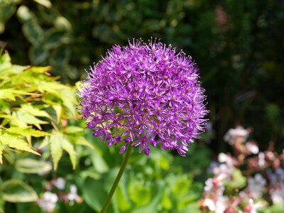 Purple allium blossom