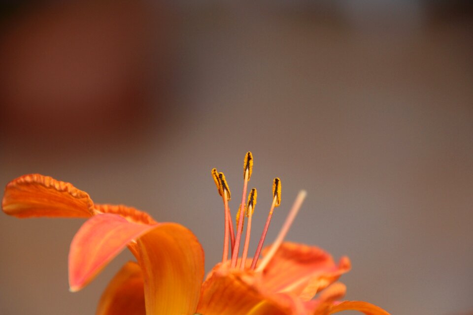 Blossom bloom orange blossom