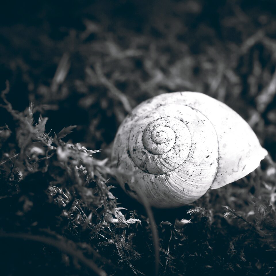Nature animal mollusk