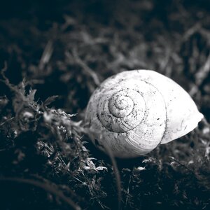 Nature animal mollusk