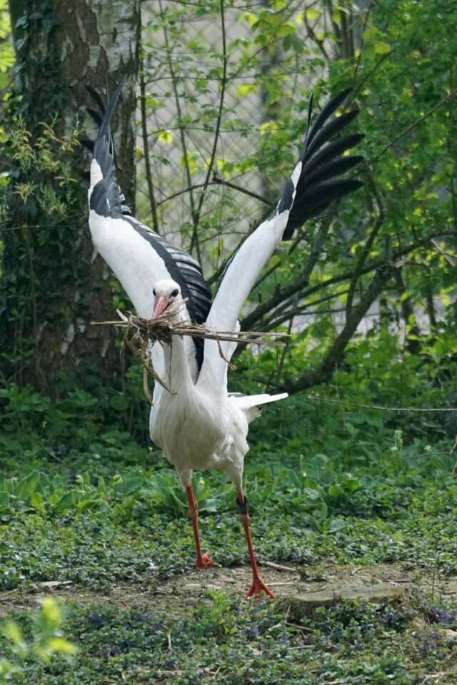 Rattle stork white stork animal portrait