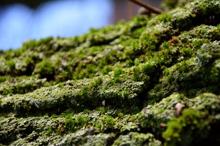 Plant nature moss