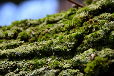 Plant nature moss photo