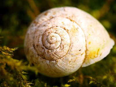 Nature animal mollusk