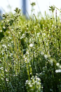 Grass morning the morning dew