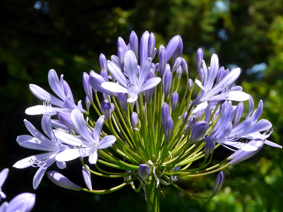 Agapanthus island bréhat violet