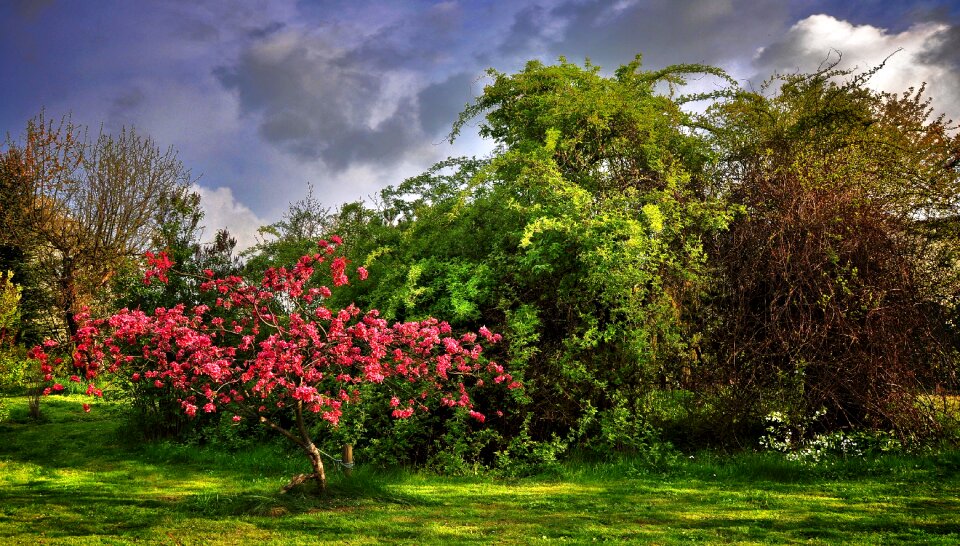 Poland shrubs pink