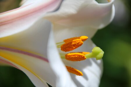 Blossom bloom pollen