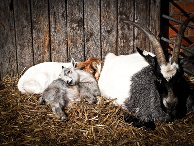 Lambs creature enclosure photo