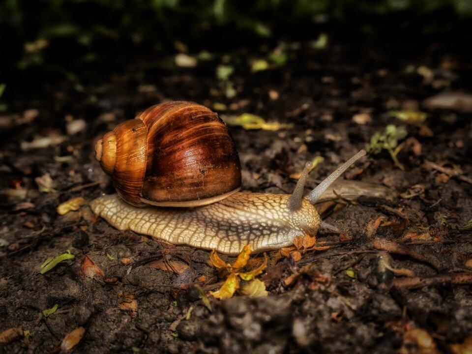 Snail nature mollusk