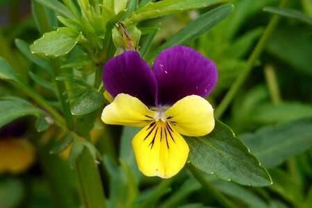 Bicolor thought yellow violet photo
