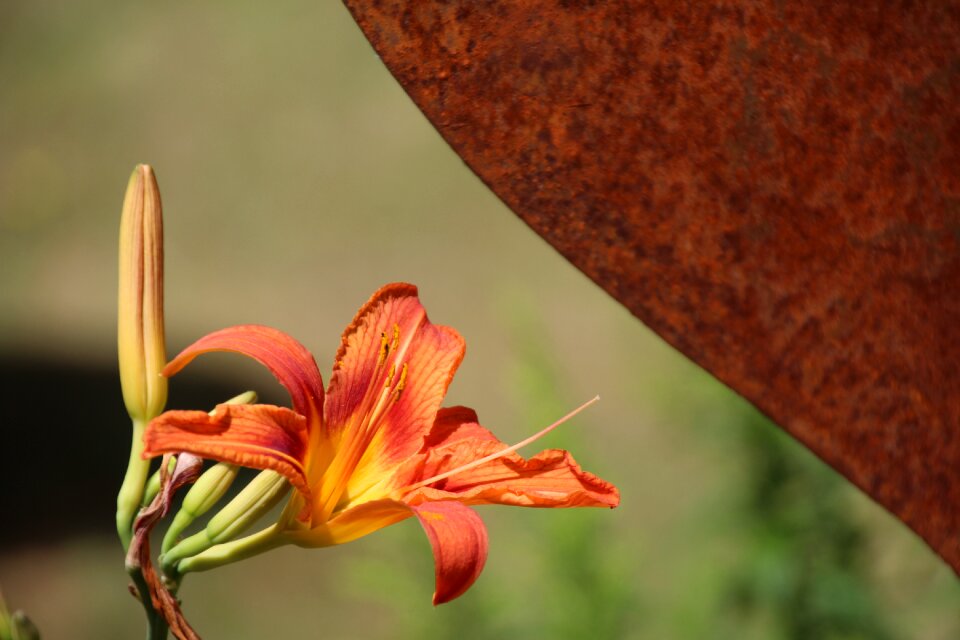 Blossom bloom orange blossom