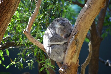 Cute australia phascolarctos cinereus
