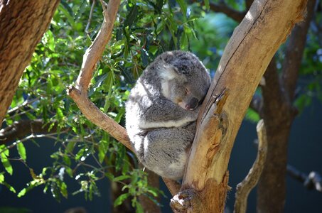 Cute australia phascolarctos cinereus photo