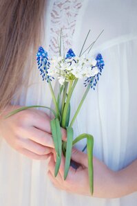 Asparagus plant leek flower blue