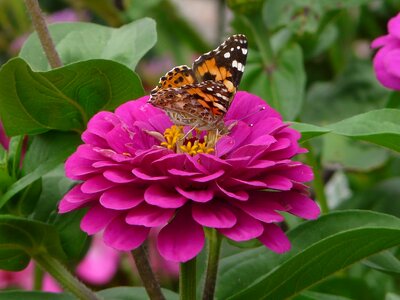 Zinnia butterfly forage