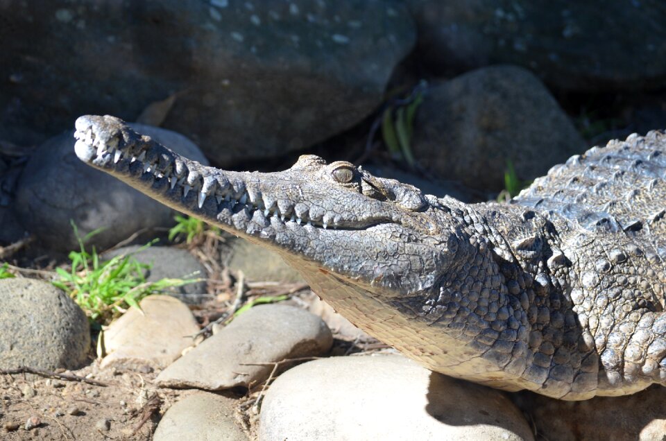 Predator animal mouth