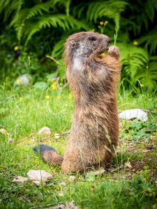 Furry marmot engineering alpine photo