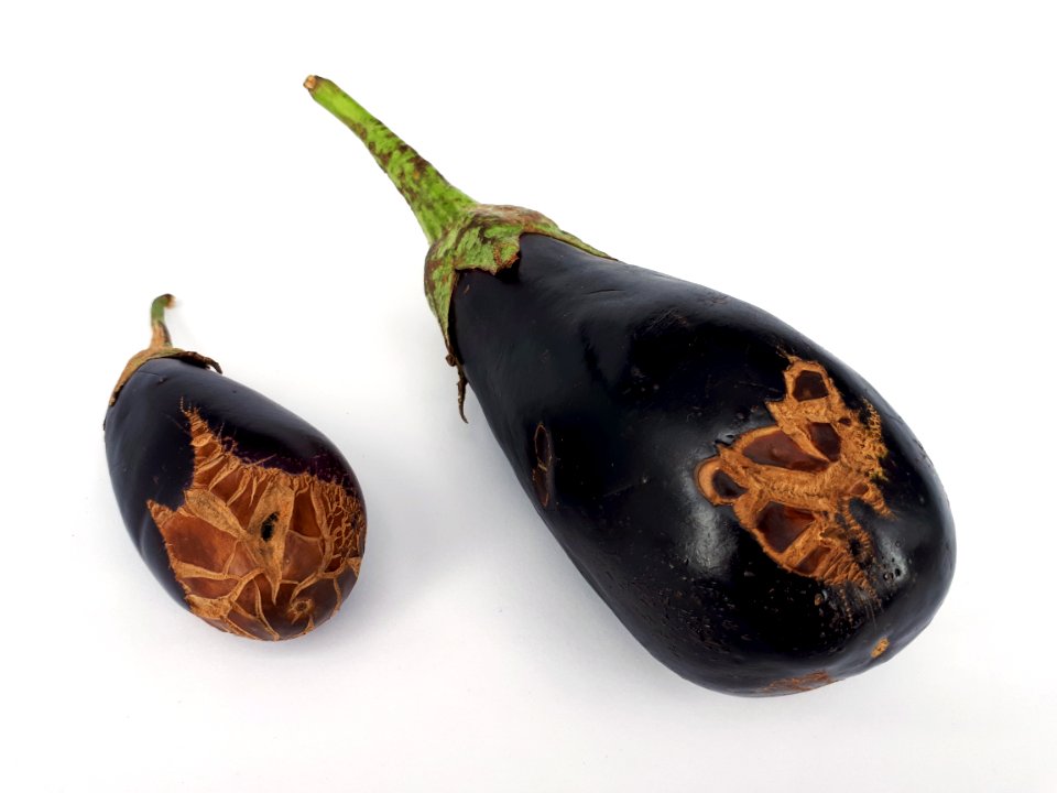 2_x_Eggplant_scab_2017_A